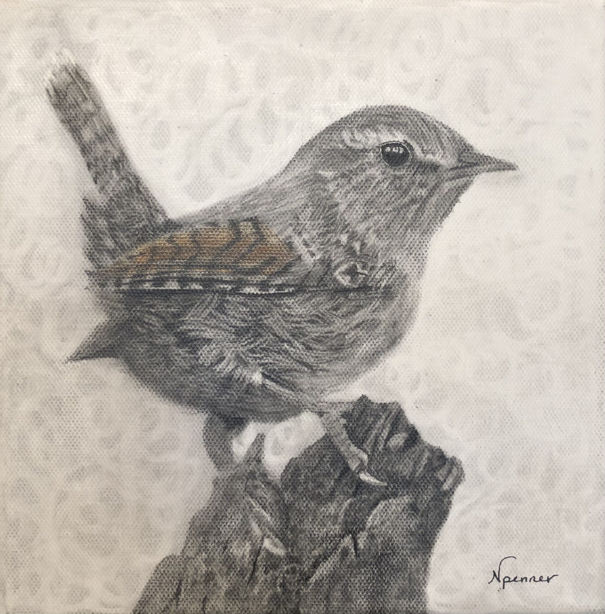 chickadee charcoal and watercolour pencil